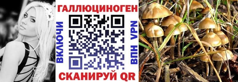 где найти   блэк спрут как войти  Галлюциногенные грибы Psilocybe  Карачаевск 